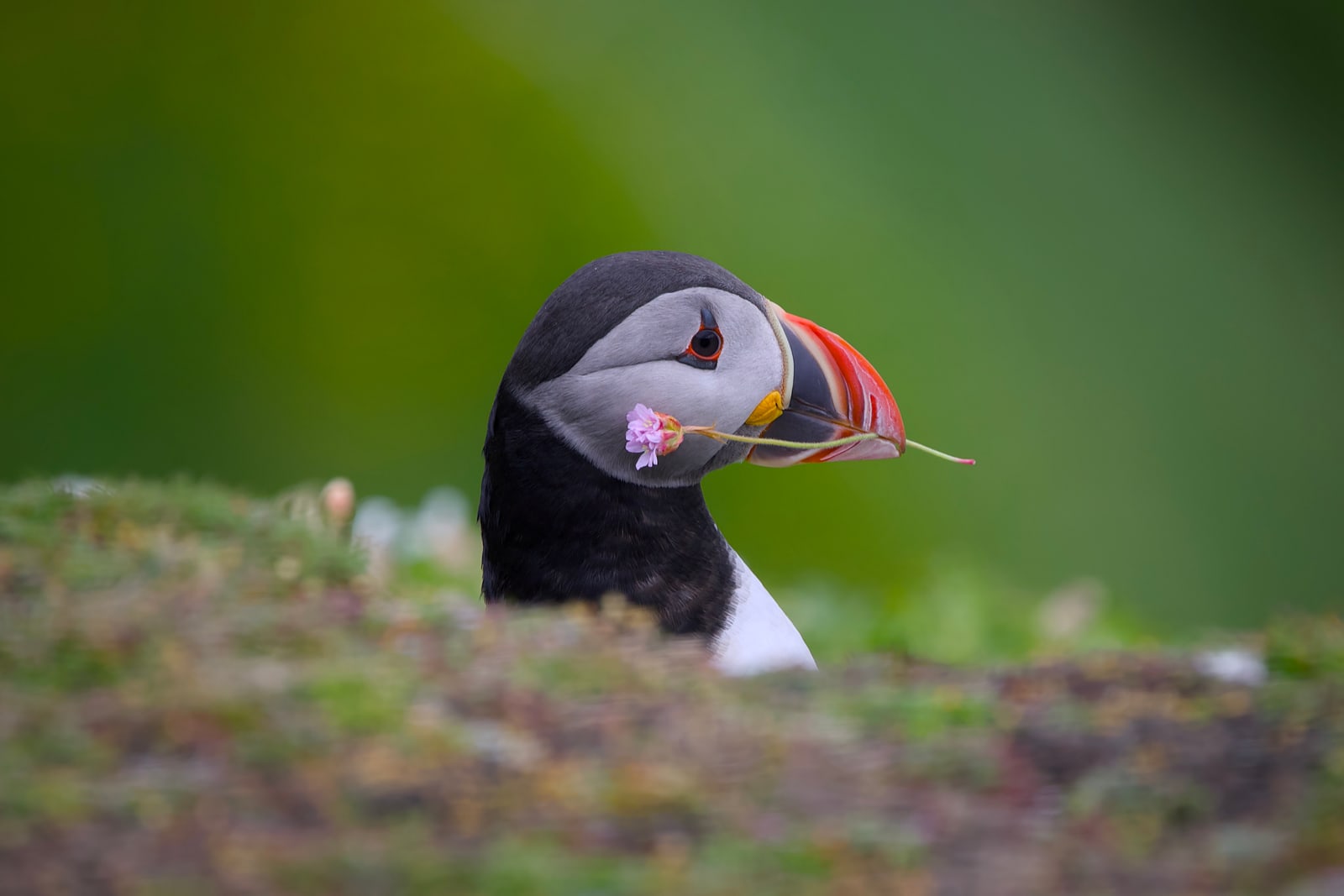 Puffin