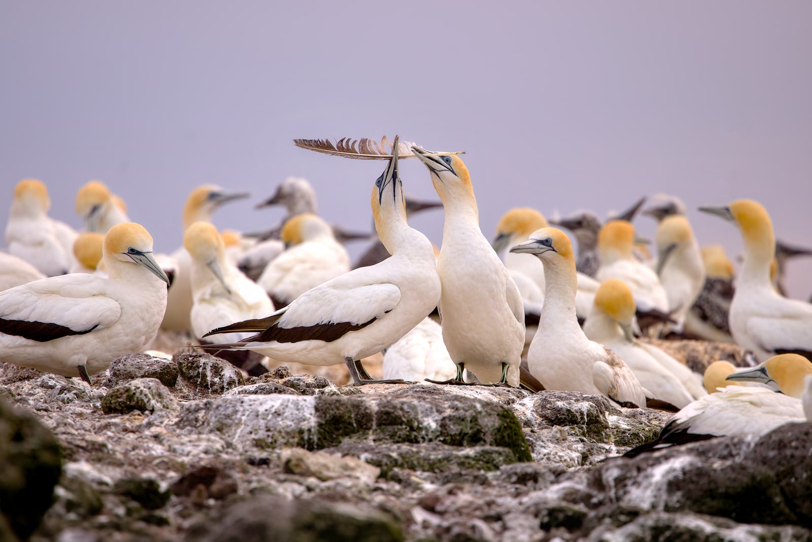Gannets
