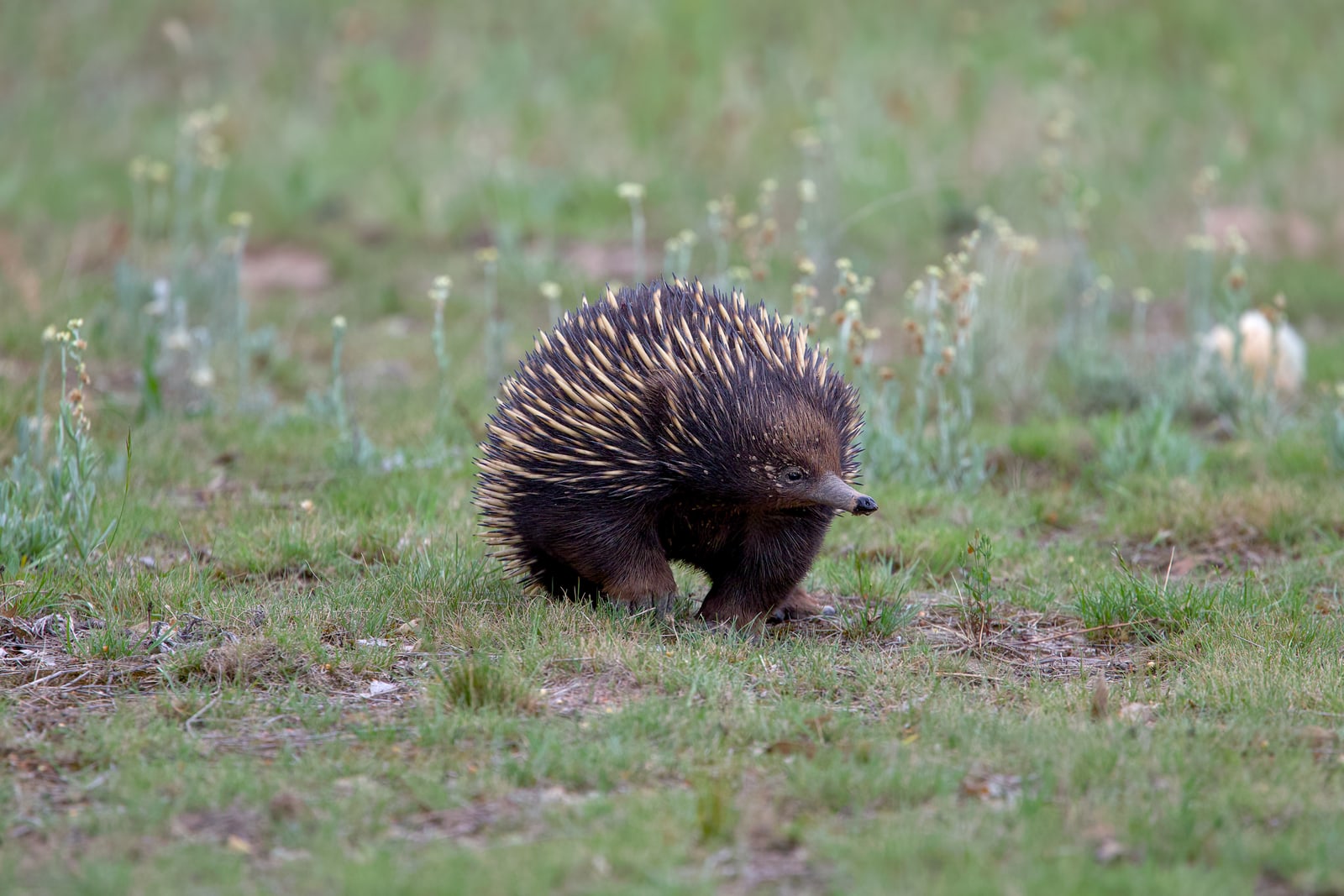 Echidna