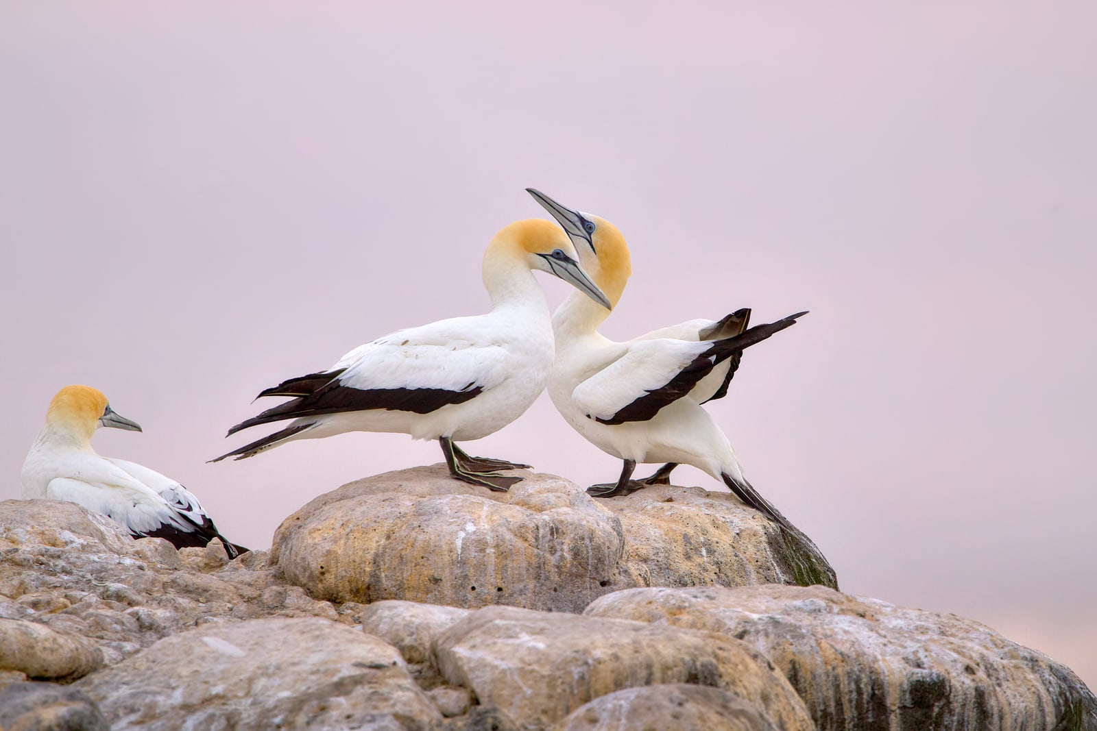 Gannets