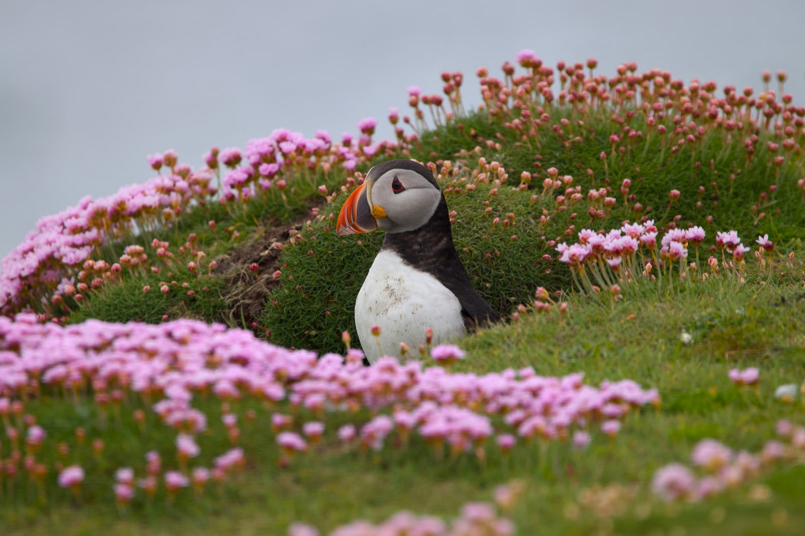 Puffin